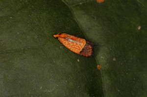 センダンヒメハマキ