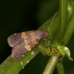 ソトウスグロアツバ ソトウスグロアツバ