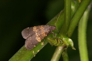 ソトウスグロアツバ