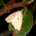 ソトハガタアツバ ソトハガタアツバ