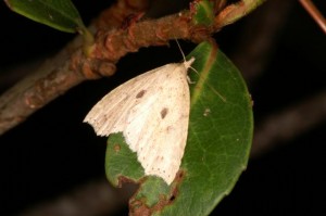 ソトハガタアツバ