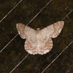 タイワンアヤシャク タイワンアヤシャク