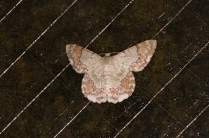 タイワンアヤシャク