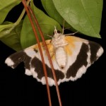 タイワンアヤシャク タイワンアヤシャク(裏)