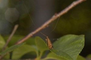 タイワンオオヒゲナガ