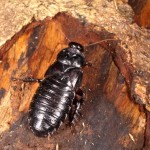 タイワンクチキゴキブリ（♀）