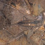 タイワンタイコウチ タイワンタイコウチ