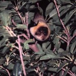 ダイトウオオコオモリ