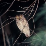 ダイトウコノハズク