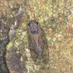 ﾀﾞｲﾄｳﾋﾒﾊﾙｾﾞﾐ