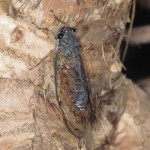 ダイトウヒメハルゼミ ダイトウヒメハルゼミ