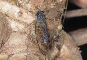 ダイトウヒメハルゼミ