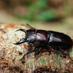 ダイトウヒラタクワガタ