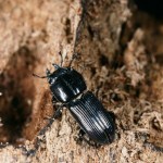 ダイトウマメクワガタ