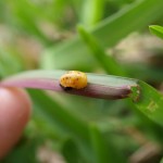 葉を返すと外敵に対して味がまずいことを示すシグナルを発しているテントウムシの蛹がいた。