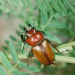 チャイロマルバネクワガタ