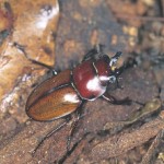 チャイロマルバネクワガタ チャイロマルバネクワガタ