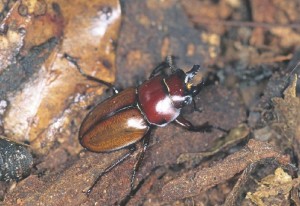 チャイロマルバネクワガタ