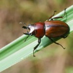 チャイロマルバネクワガタ