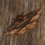 チャノウンモンエダシャク チャノウンモンエダシャク