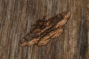 チャノウンモンエダシャク