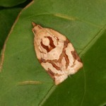 チャノコカクモンハマキ チャノコカクモンハマキ