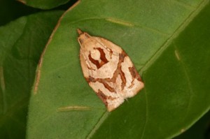 チャノコカクモンハマキ