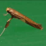 チャノハマキホソガ チャノホソハマキ