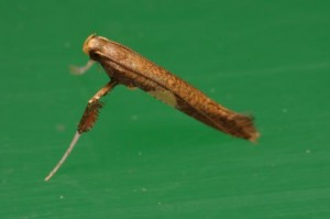 チャノホソハマキ