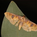 チャモンキイロノメイガ チャモンキイロノメイガ