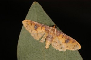 チャモンキイロノメイガ