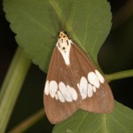 ツマキモンシロモドキ ツマキモンシロモドキ