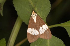 ツマキモンシロモドキ