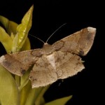 ツマジロエダシャク ツマジロエダシャク