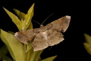 ツマジロエダシャク