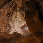 ツマムラサキアツバ ツマムラサキアツバ