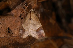 ツマムラサキアツバ