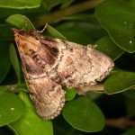 トサカフトメイガ トサカフトメイガ