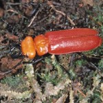 トサヒラズゲンセイ