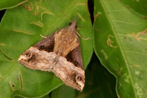 トビモンアツバ