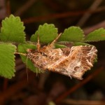 ナカウスツマキリヨトウ ナカウスツマキリヨトウ