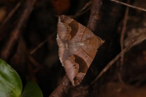 ナタモンアシブトクチバ