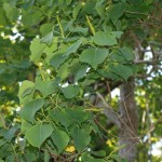 ナンキンハゼ（トウダイグサ科）