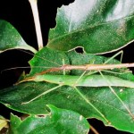 ニホントビナナフシ