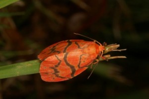 ハガタベニコケガ