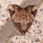 ハジマヨトウ ハジマヨトウ