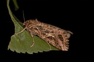 ハスモンヨトウ