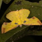 ヒメウコンエダシャク ヒメウコンエダシャク