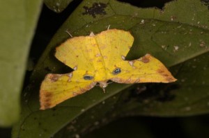 ヒメウコンエダシャク