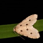 ヒメゴマフコヤガ ヒメゴマフコヤガ